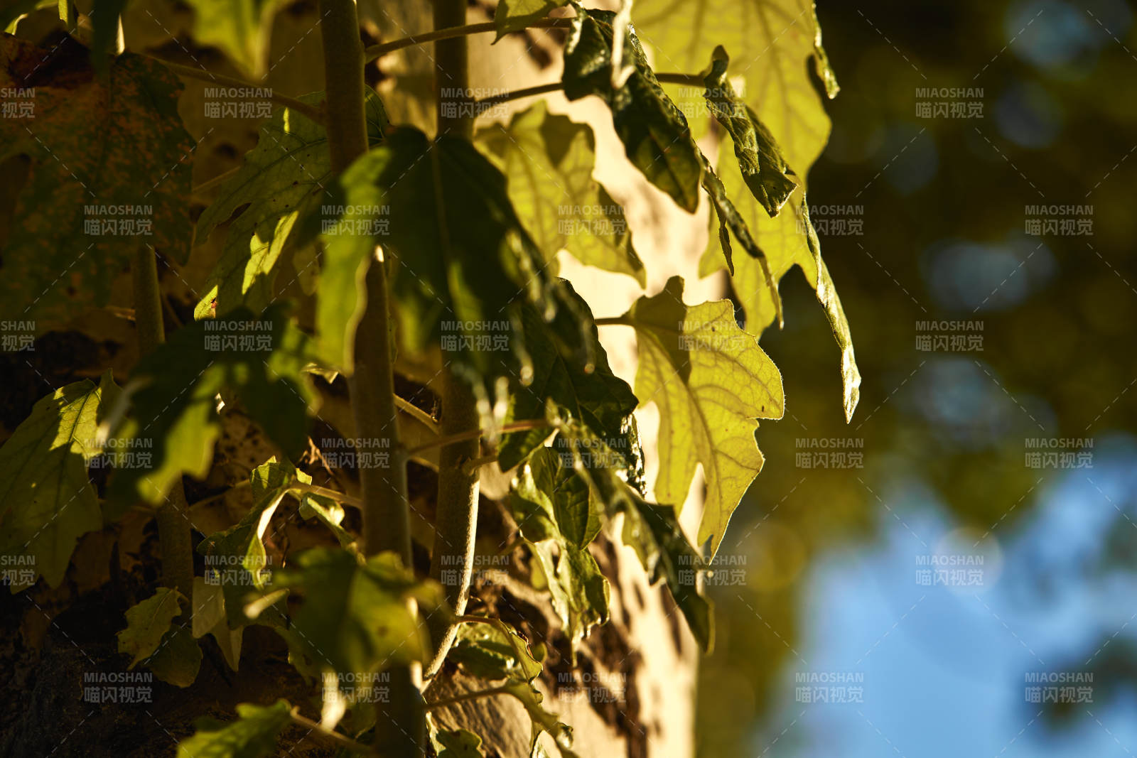 夕阳下的杨树叶