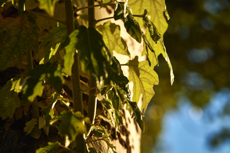 夕阳下的杨树叶