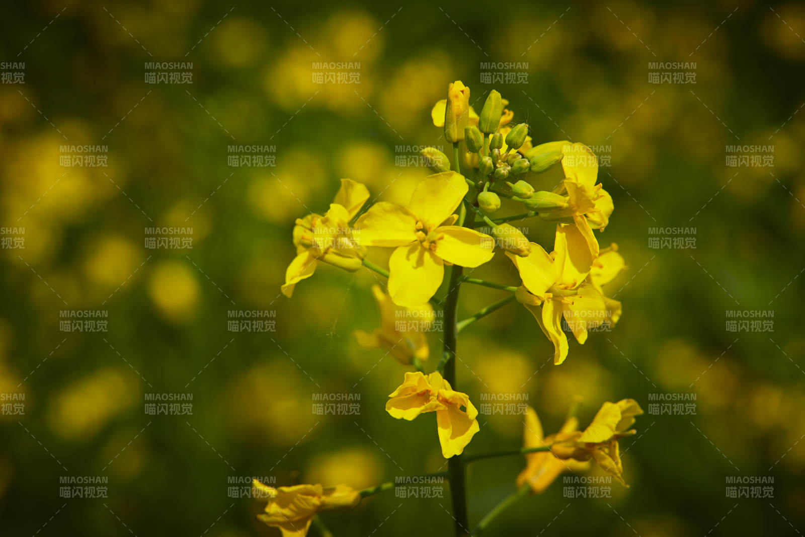 中国河北省张家口沽源县天鹅湖景区油菜花田
