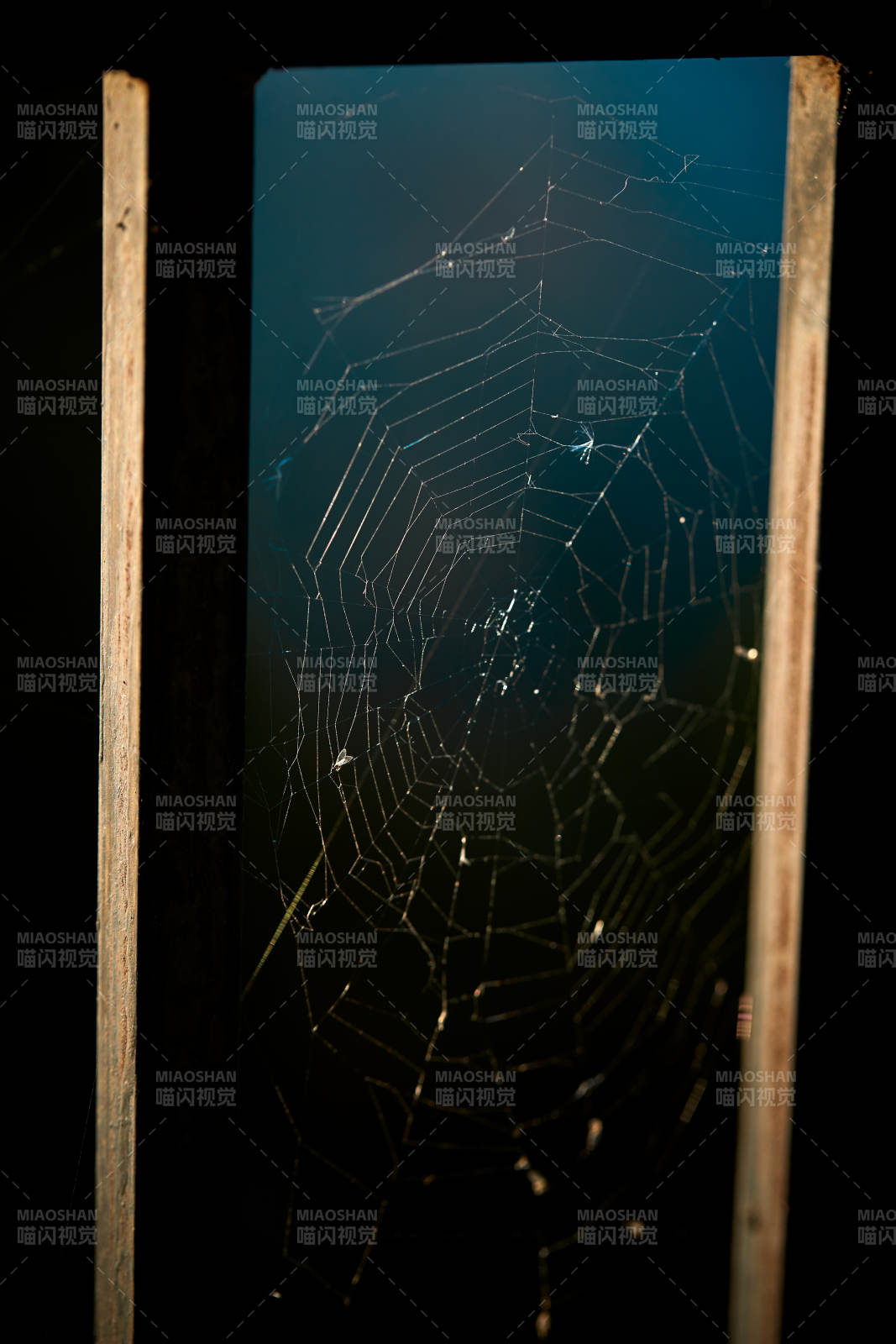 夕阳下微距拍摄的蜘蛛网