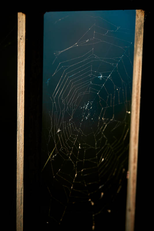 夕阳下微距拍摄的蜘蛛网