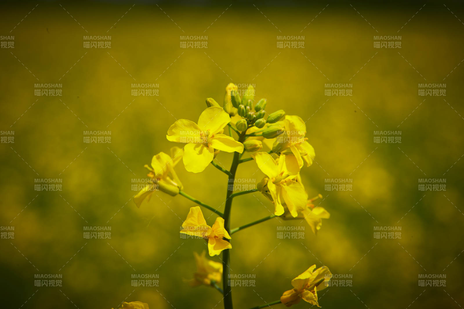 中国河北省张家口沽源县天鹅湖景区油菜花田