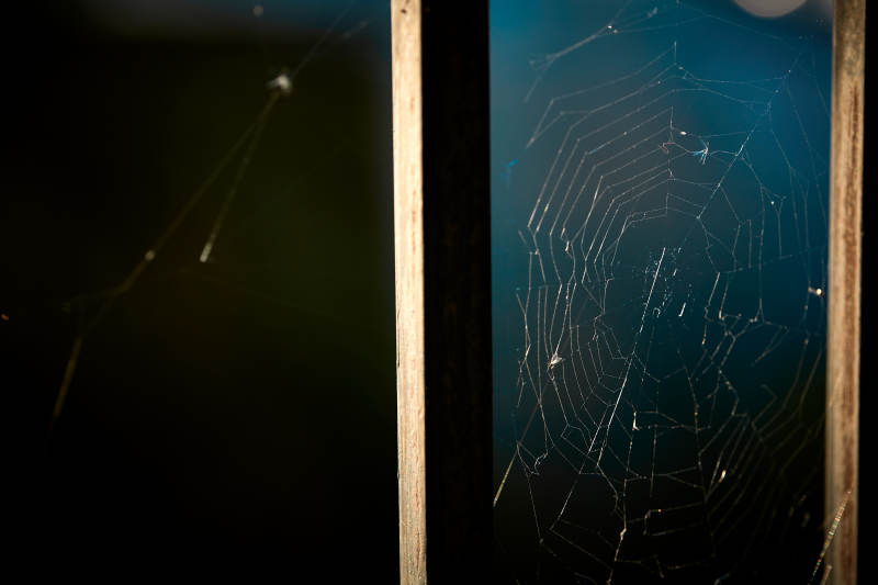 夕阳下微距拍摄的蜘蛛网