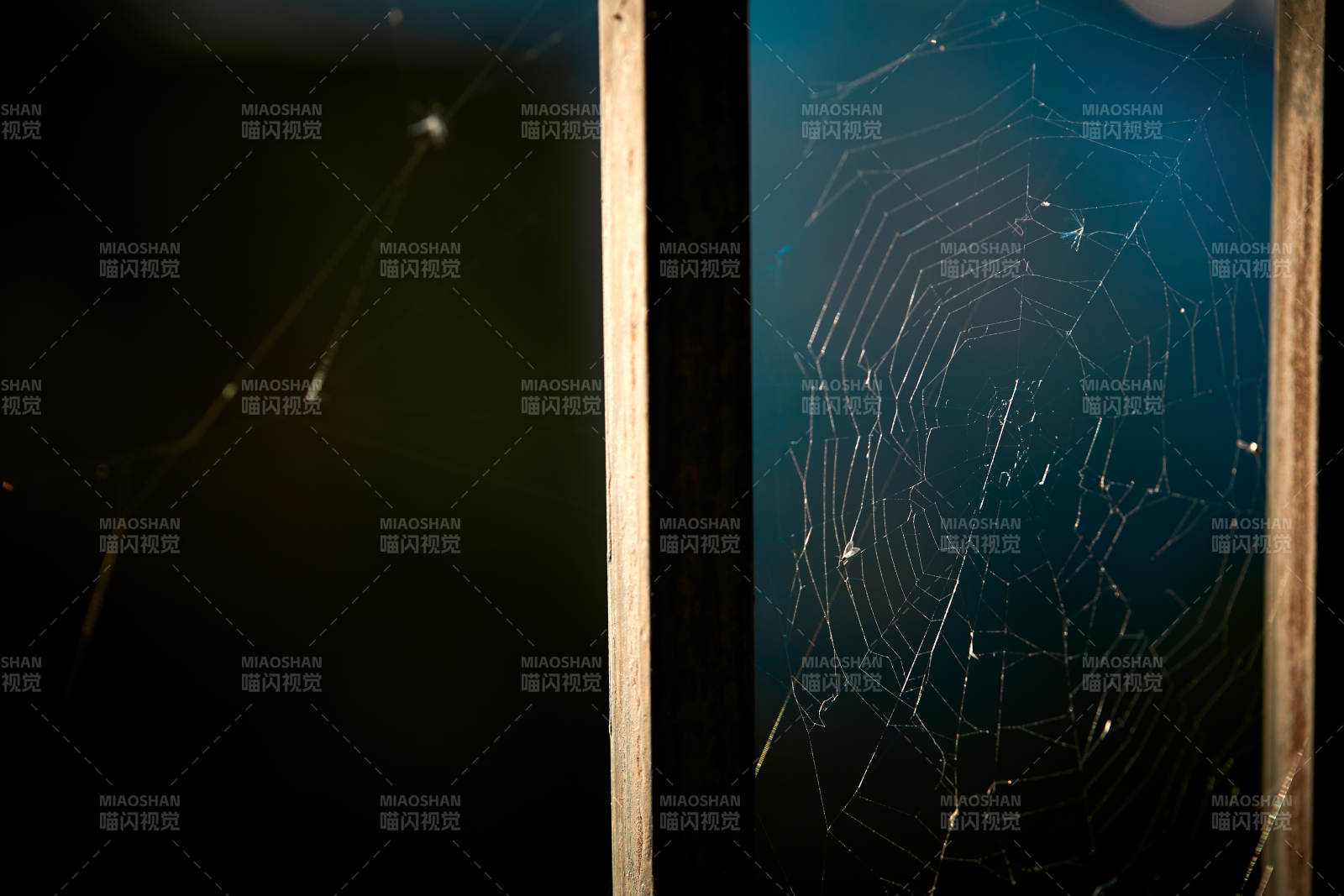 夕阳下微距拍摄的蜘蛛网