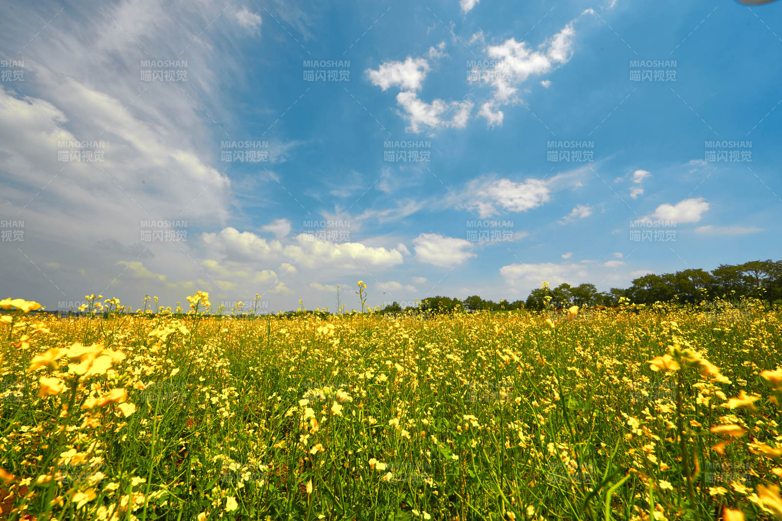 中国河北省张家口沽源县天鹅湖景区油菜花田
