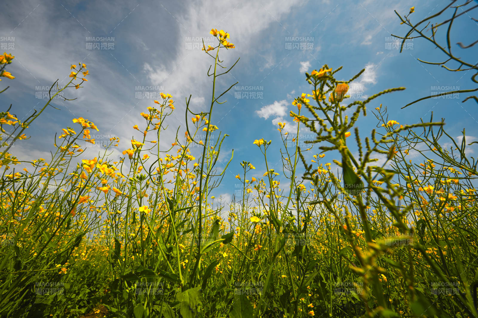 中国河北省张家口沽源县天鹅湖景区油菜花田