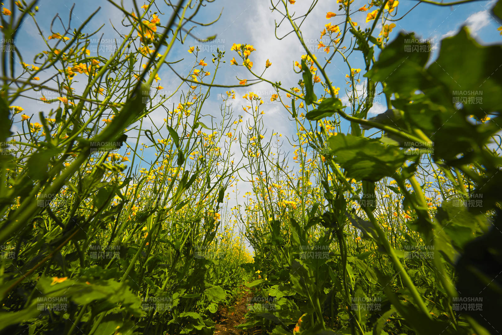 中国河北省张家口沽源县天鹅湖景区油菜花田