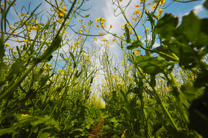 中国河北省张家口沽源县天鹅湖景区油菜花田