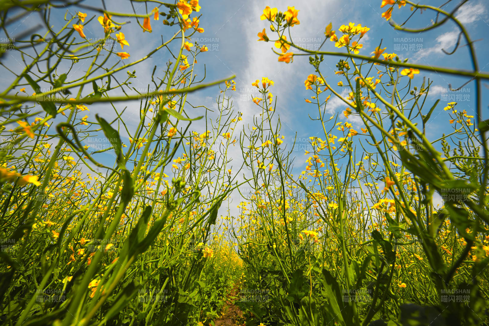 中國河北省張家口沽源縣天鵝湖景區油菜花田