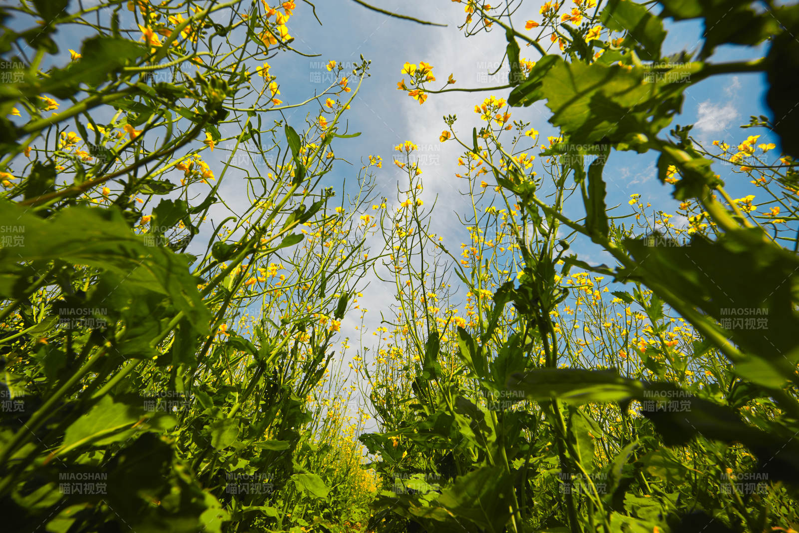 中国河北省张家口沽源县天鹅湖景区油菜花田