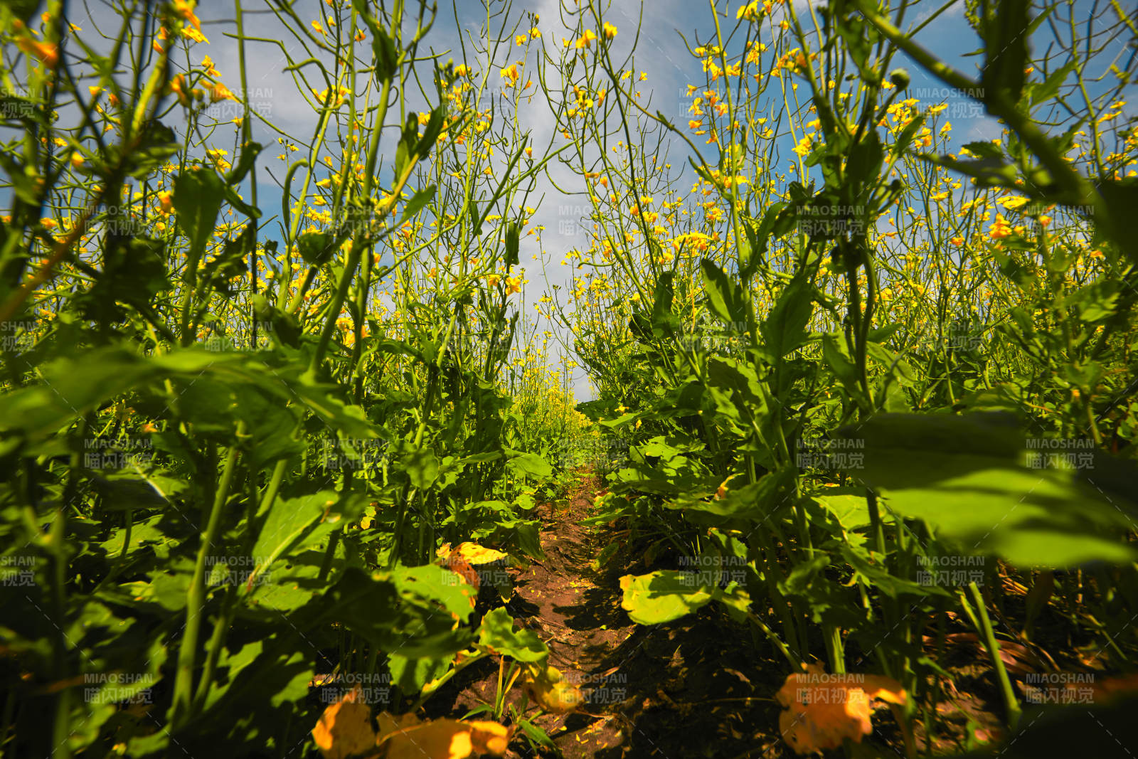 中国河北省张家口沽源县天鹅湖景区油菜花田