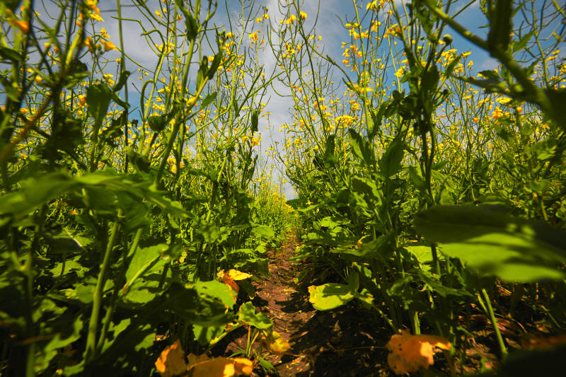 中国河北省张家口沽源县天鹅湖景区油菜花田