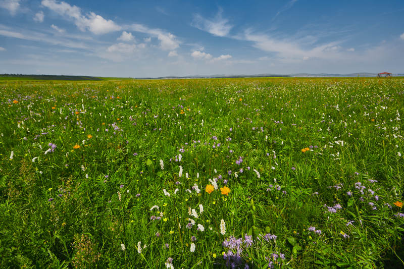 中国河北省张家口沽源县天鹅湖景区湿地花海