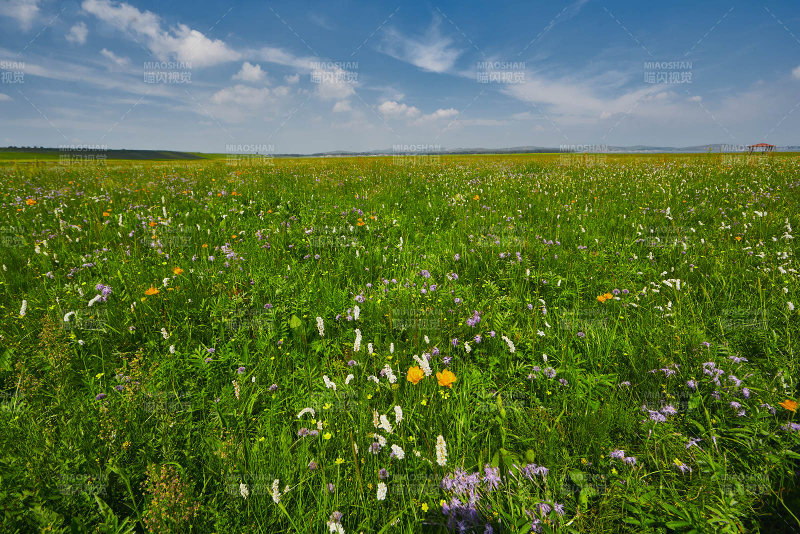 中国河北省张家口沽源县天鹅湖景区湿地花海