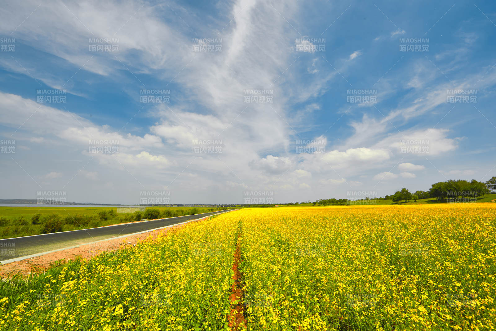 中国河北省张家口沽源县天鹅湖景区油菜花田