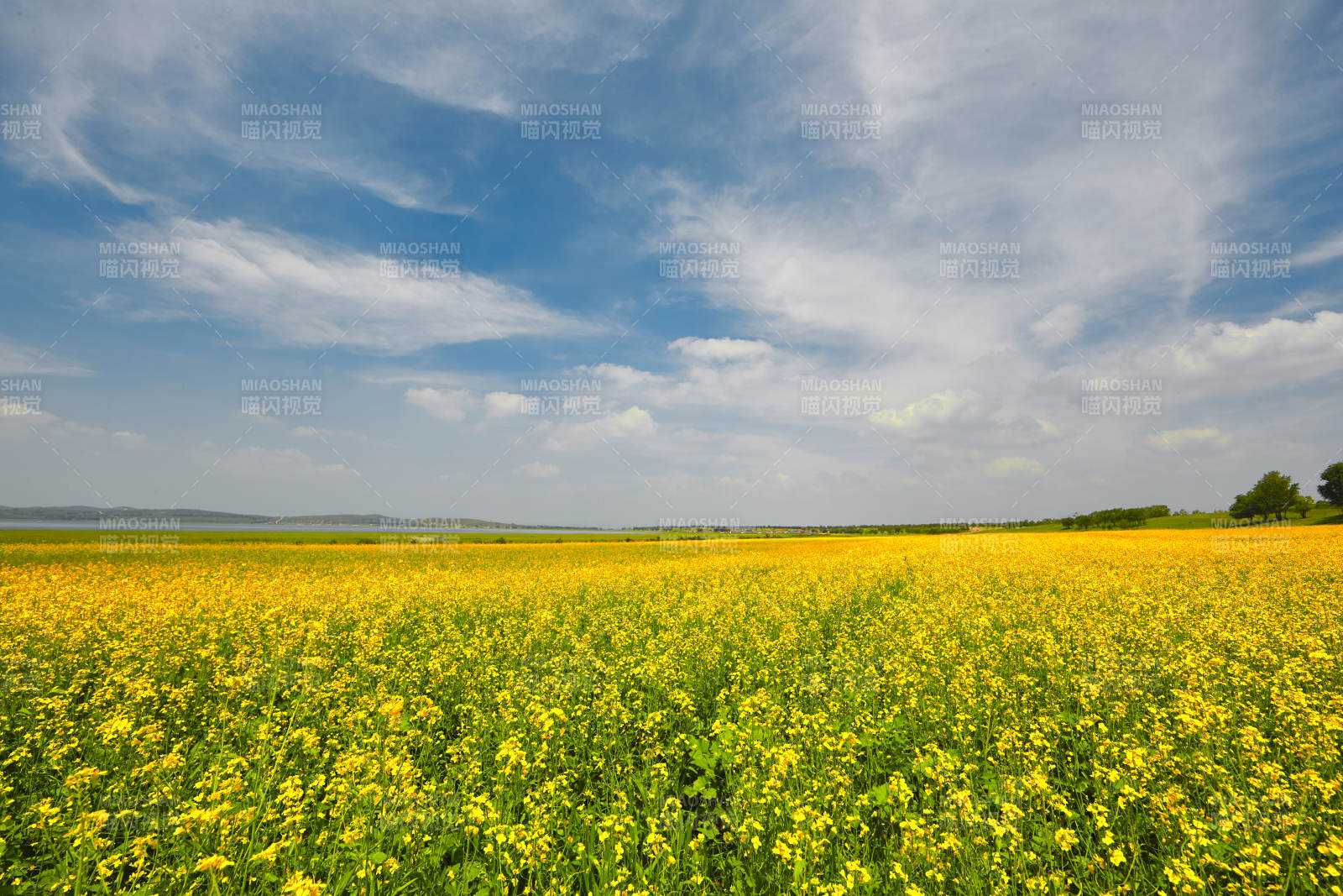 中国河北省张家口沽源县天鹅湖景区油菜花田