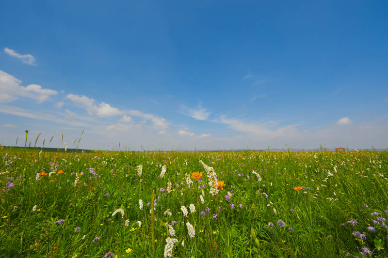 中国河北省张家口沽源县天鹅湖景区湿地花海