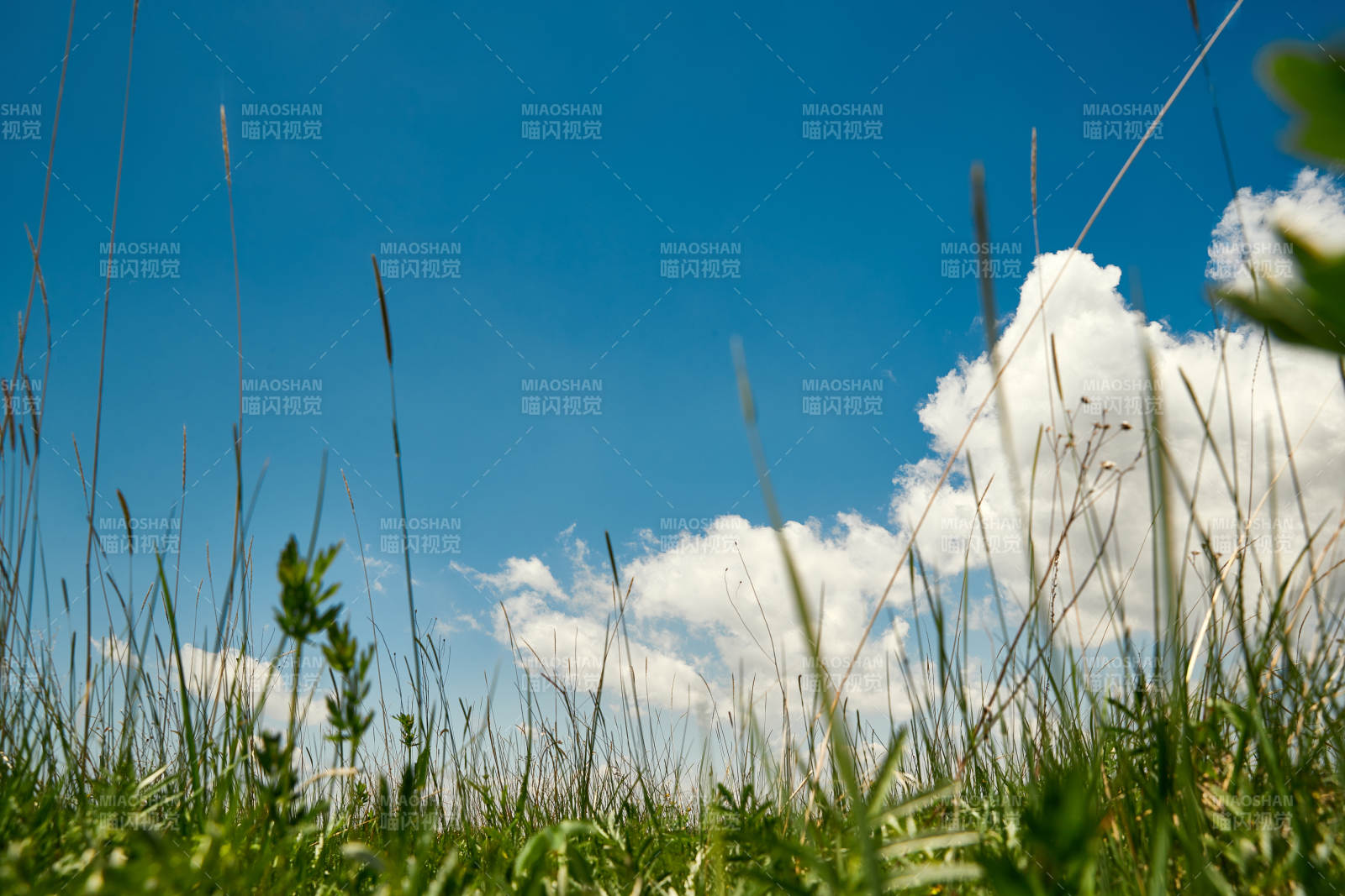 中国河北省张家口沽源县天鹅湖景区湿地花海