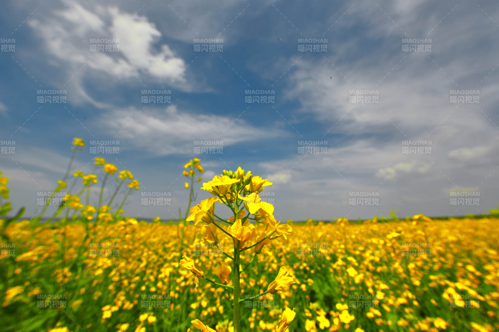 中国河北省张家口沽源县天鹅湖景区油菜花田
