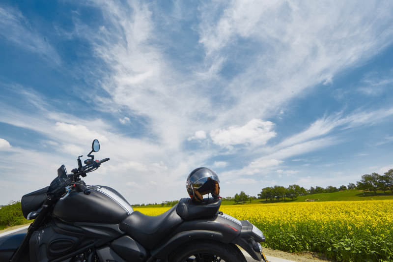 中国河北省张家口沽源县天鹅湖景区油菜花田