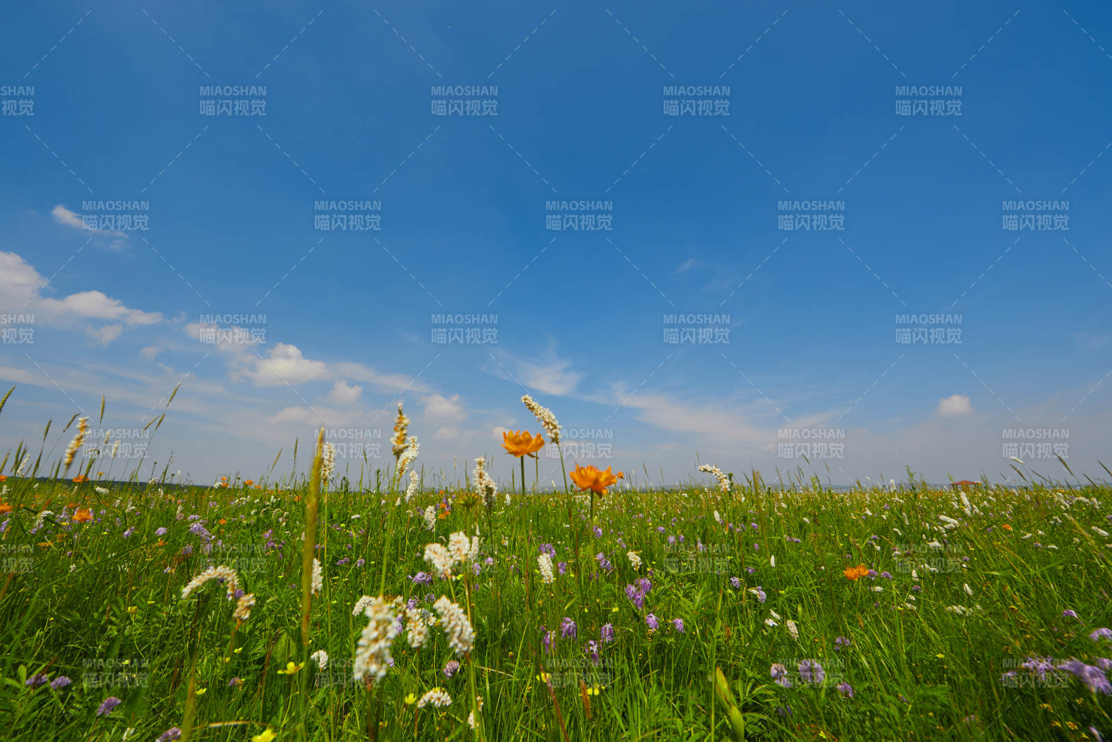 中国河北省张家口沽源县天鹅湖景区湿地花海