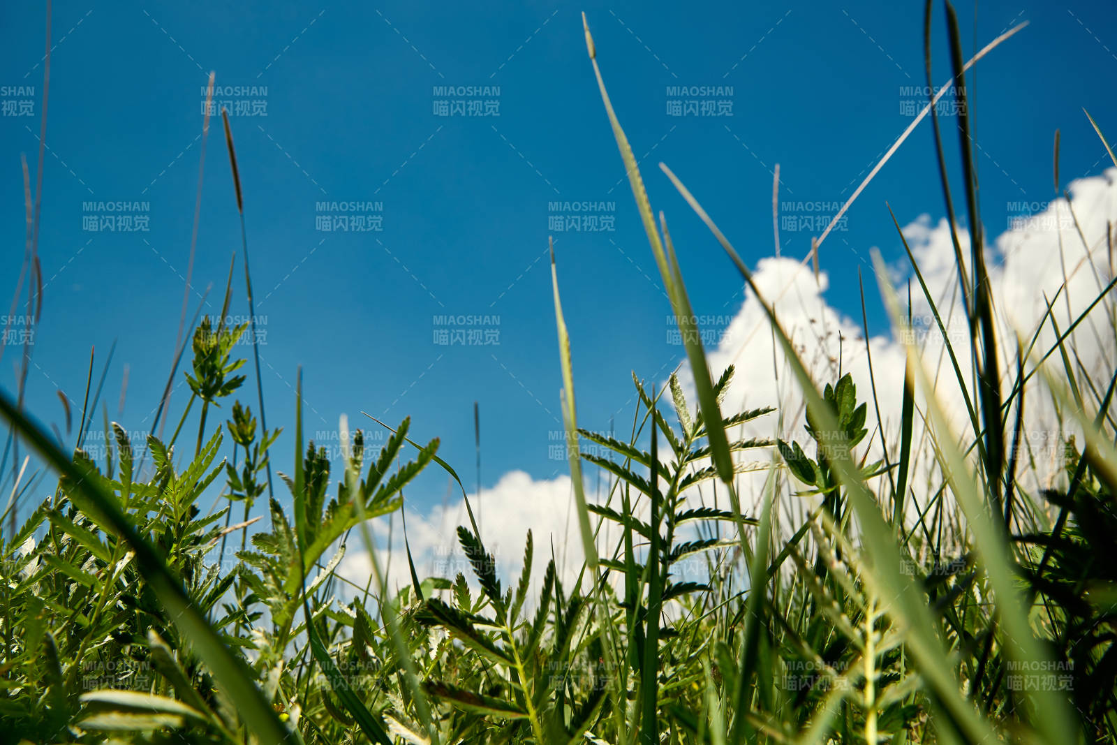 中国河北省张家口沽源县天鹅湖景区湿地花海