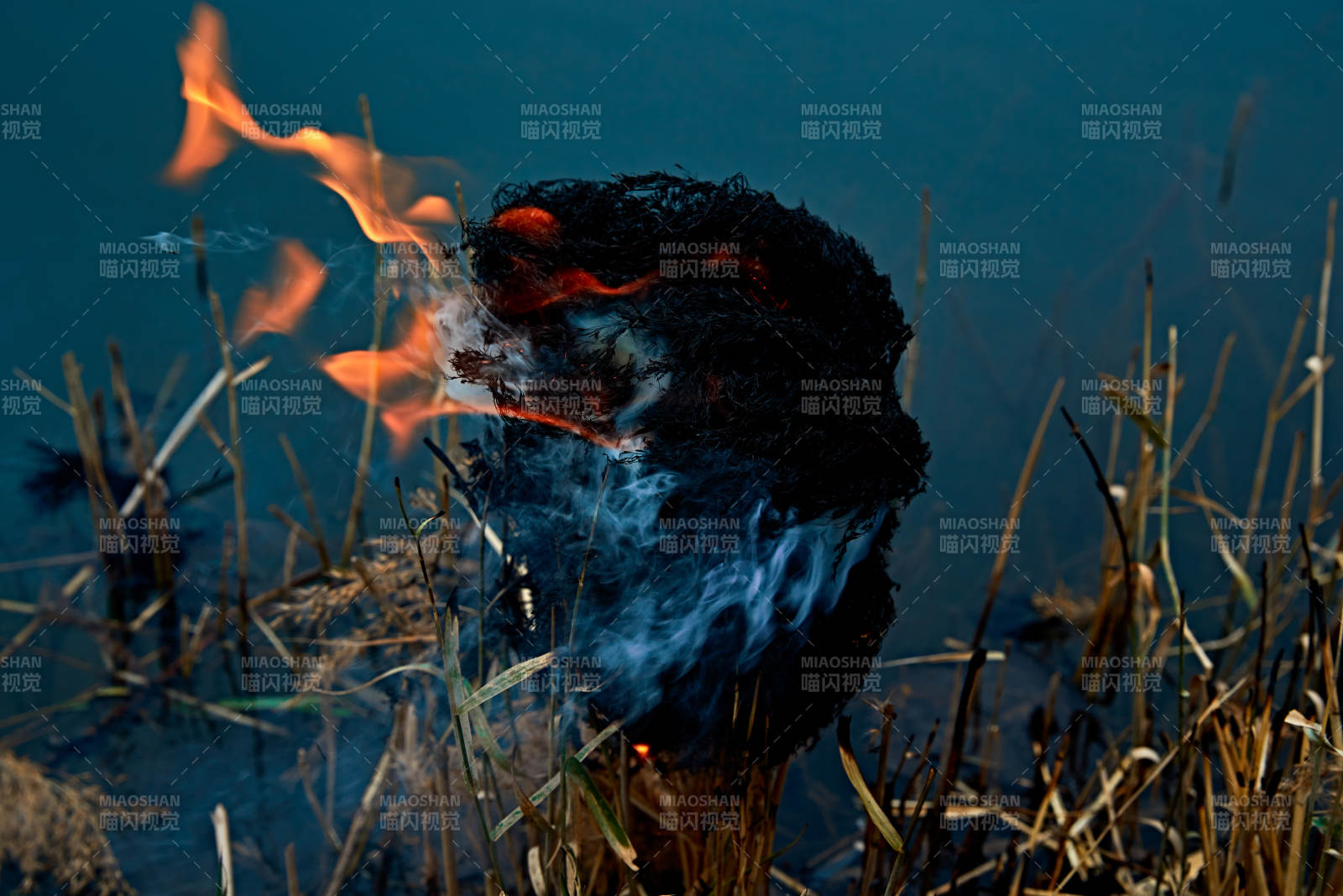 深秋湖边芦苇上燃烧的野火