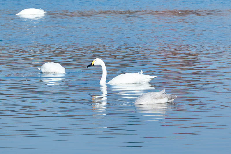 冬季栖息的天鹅