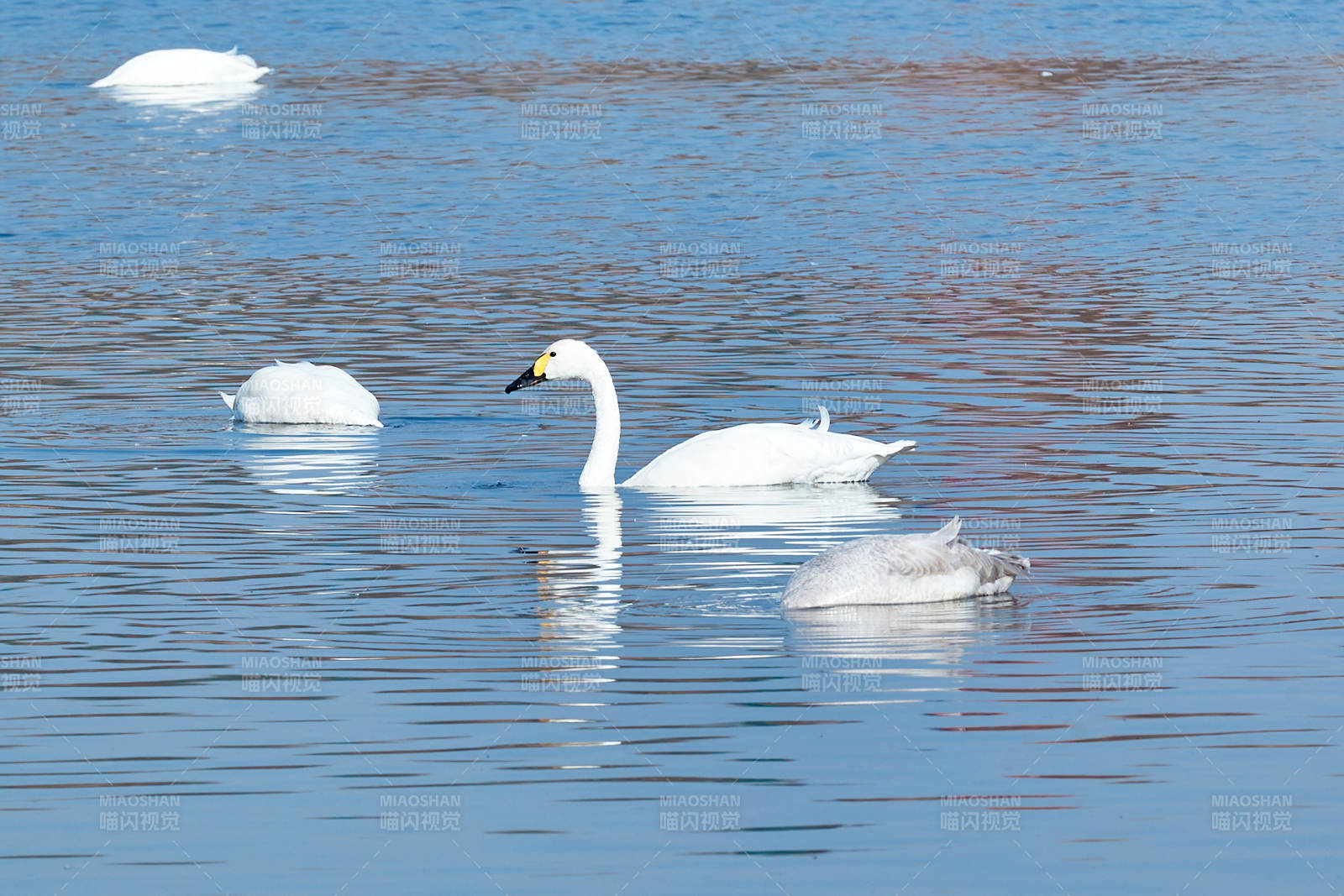 冬季栖息的天鹅