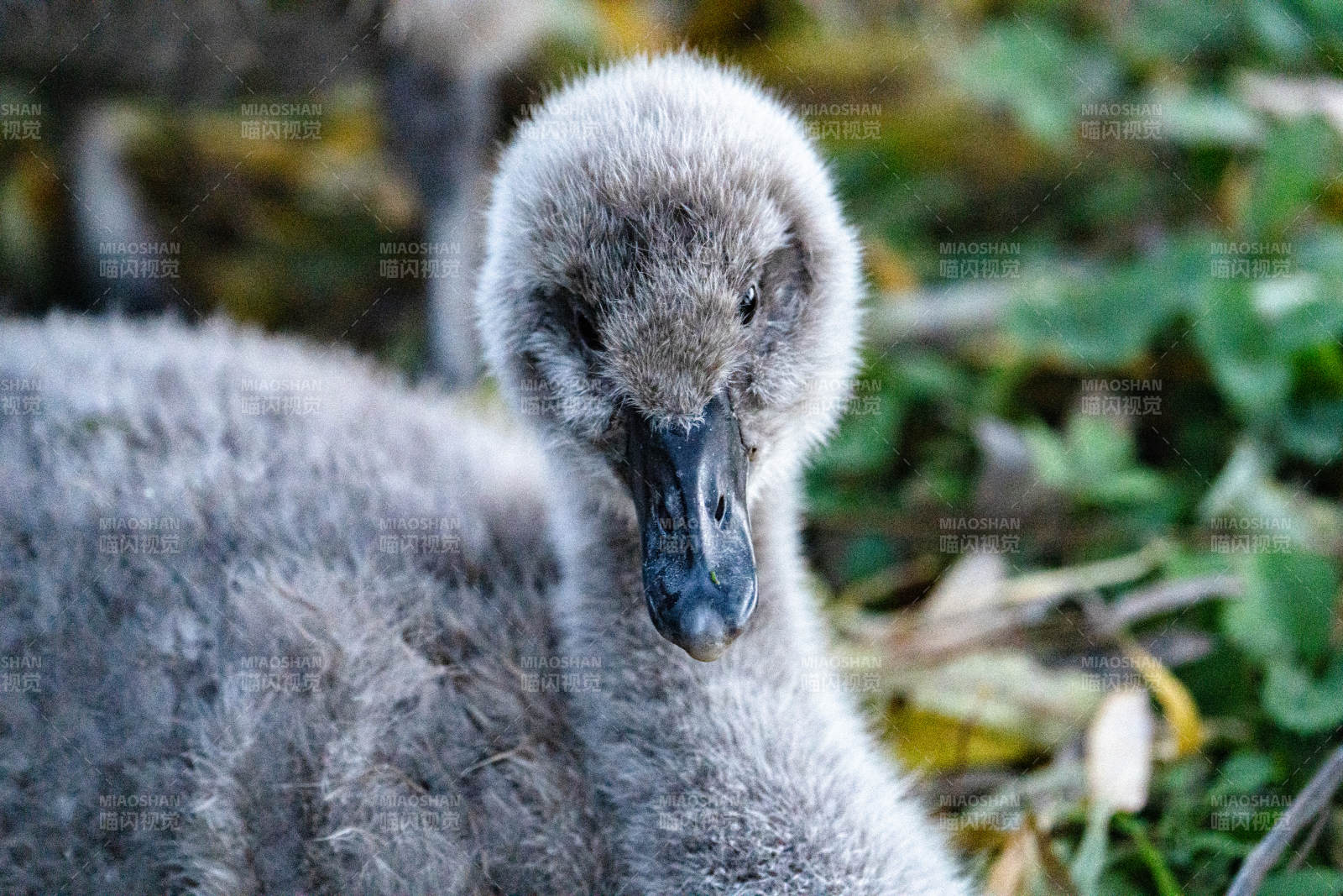 灰羽小天鹅