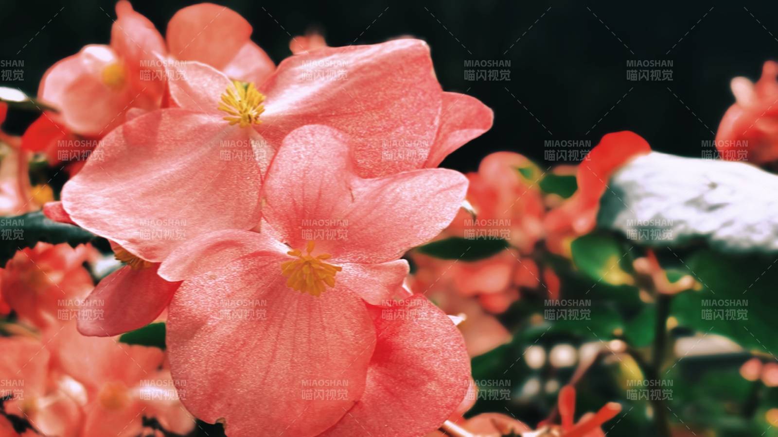 粉红秋海棠绽放