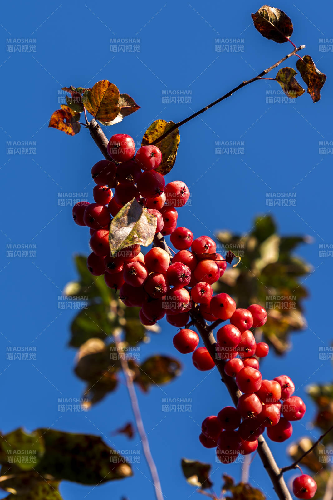 红果缀枝秋意浓