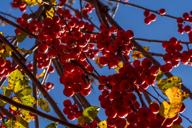 秋日红果映蓝天