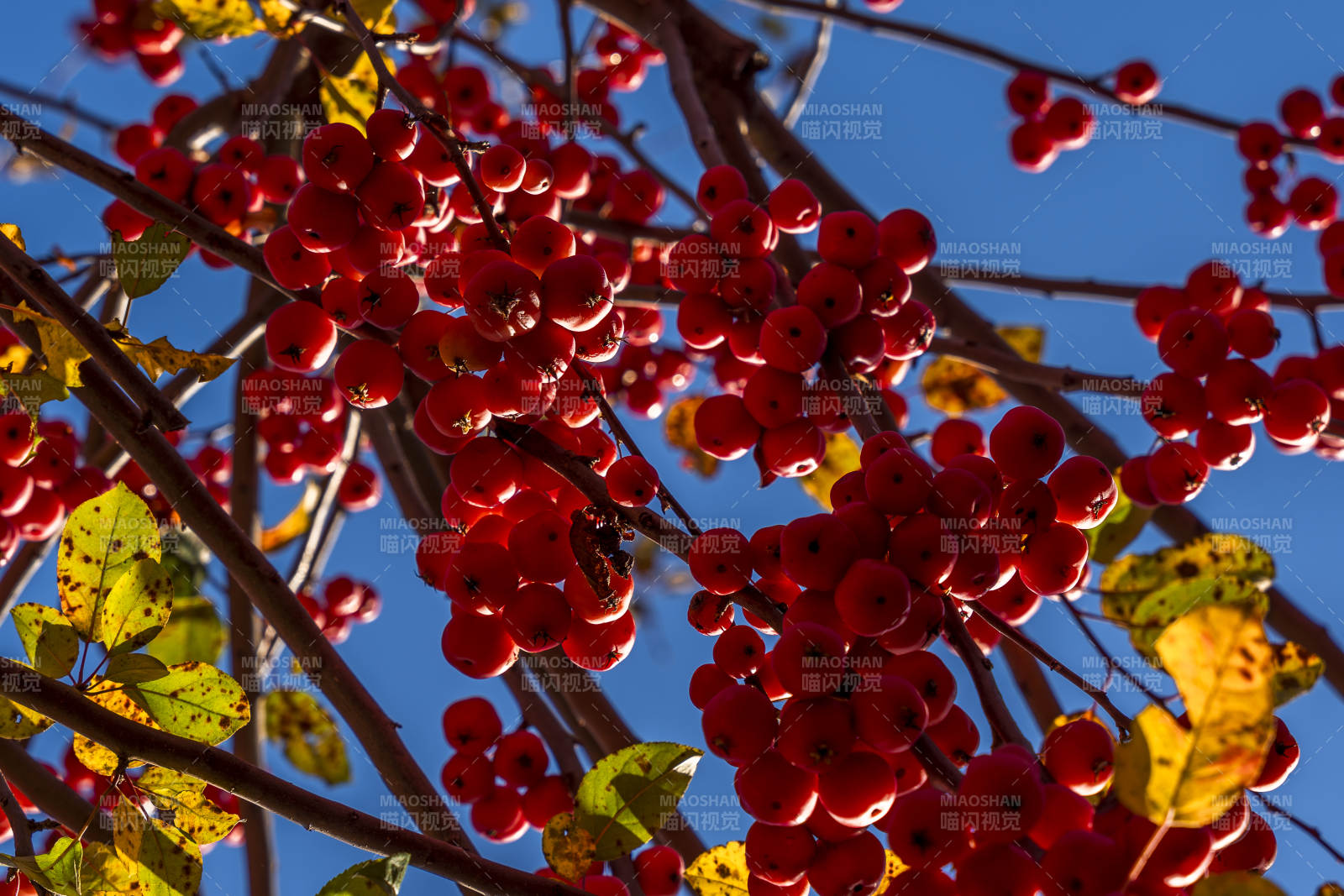 秋日红果映蓝天