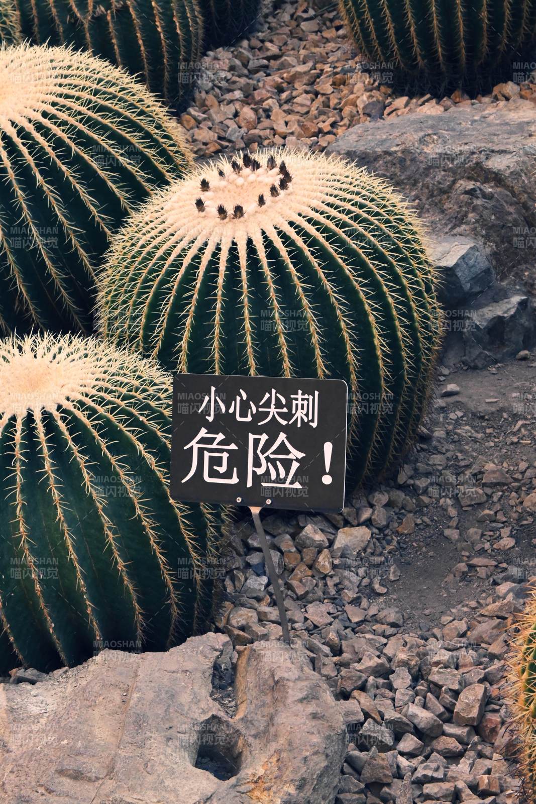 小心仙人掌尖刺