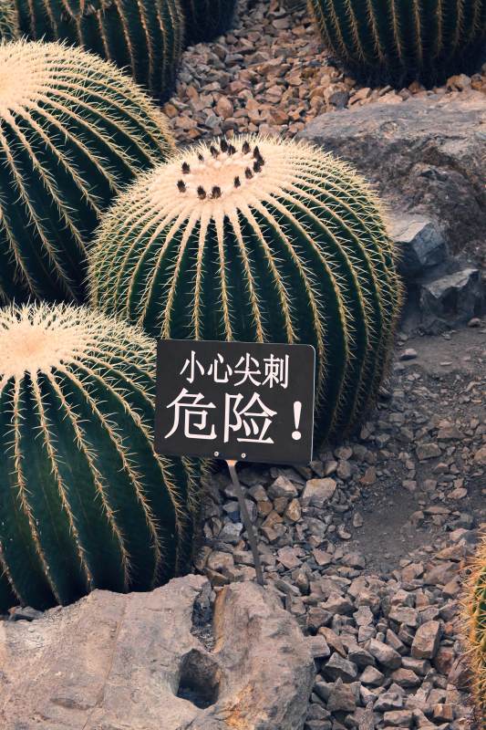 小心仙人掌尖刺