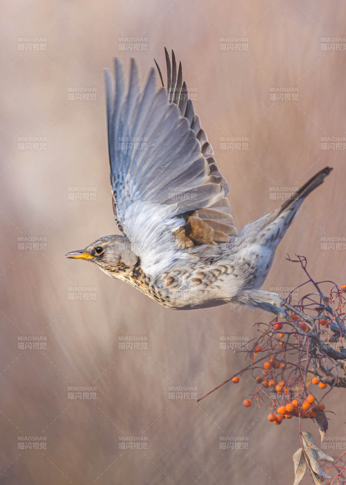 飞鸟掠过红果枝