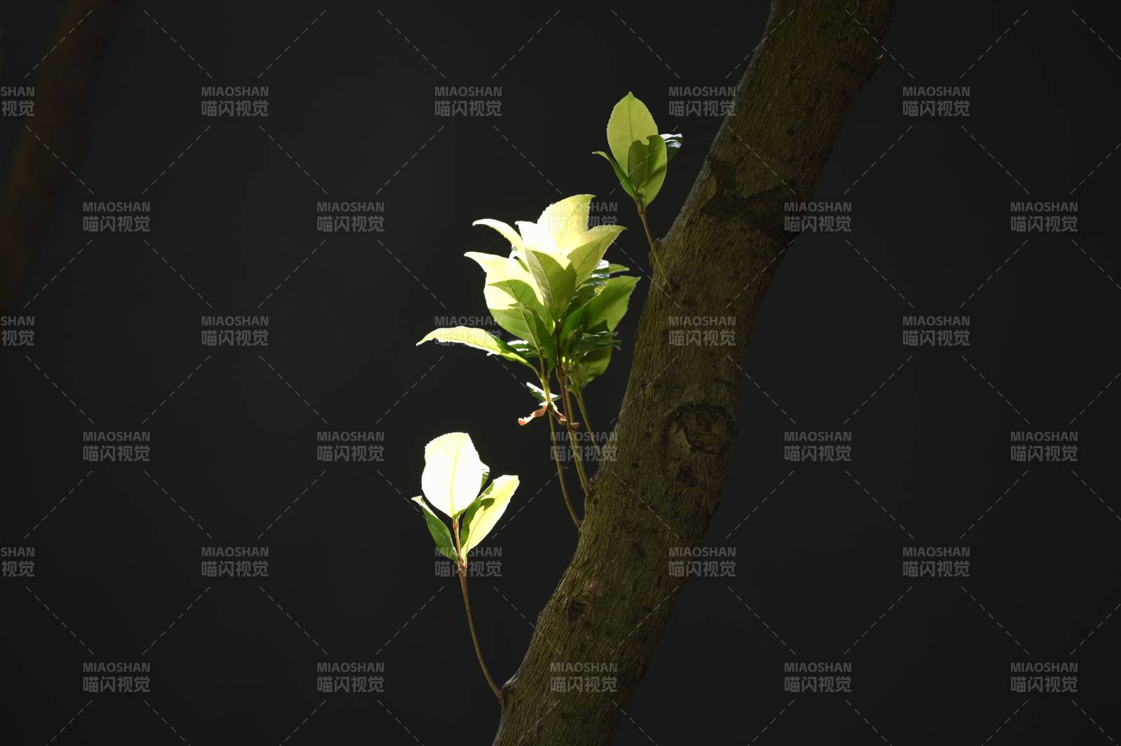 新叶初生 光影斑驳