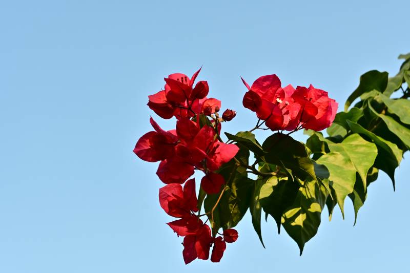 红花绿叶映蓝天