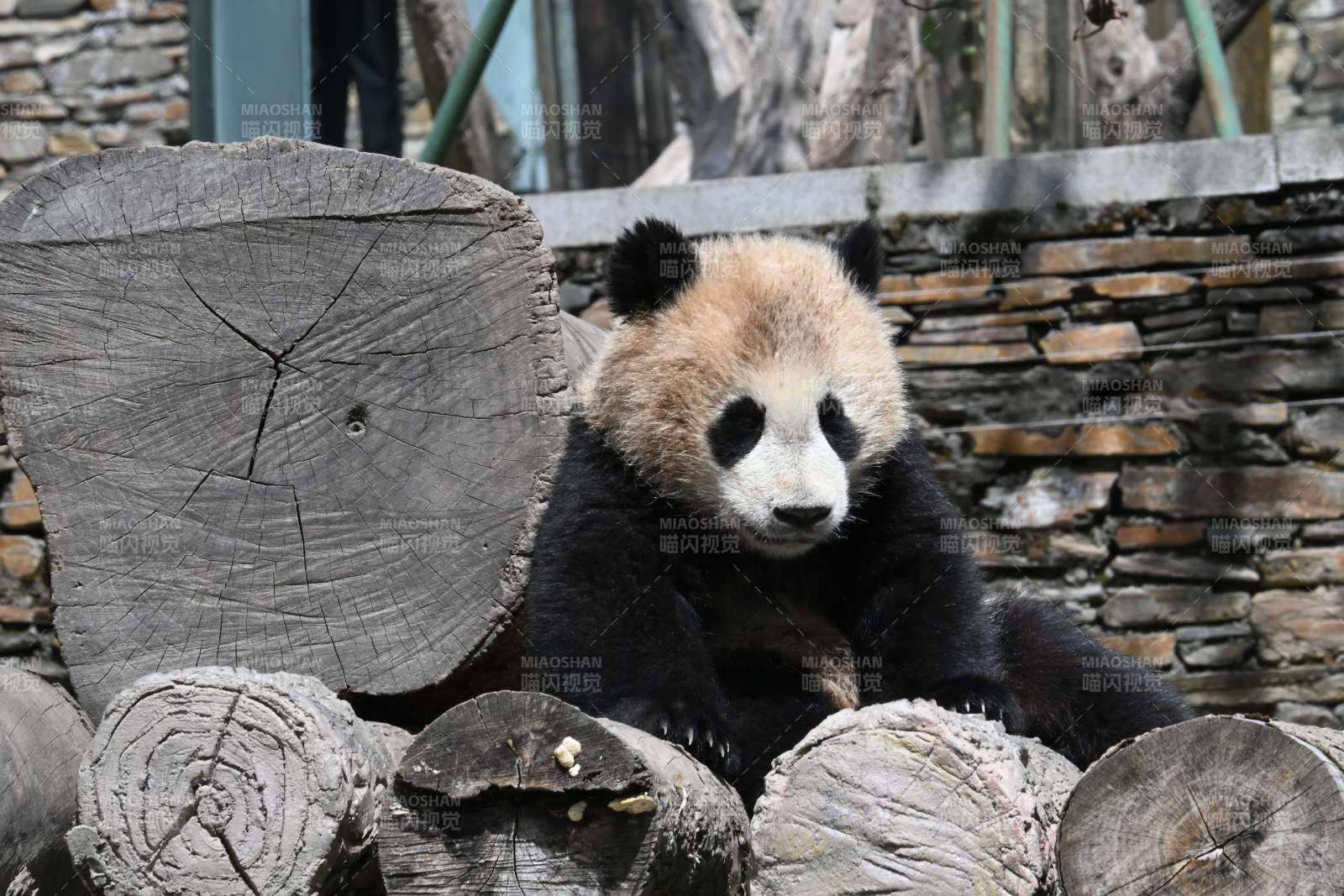 熊猫静坐木桩上