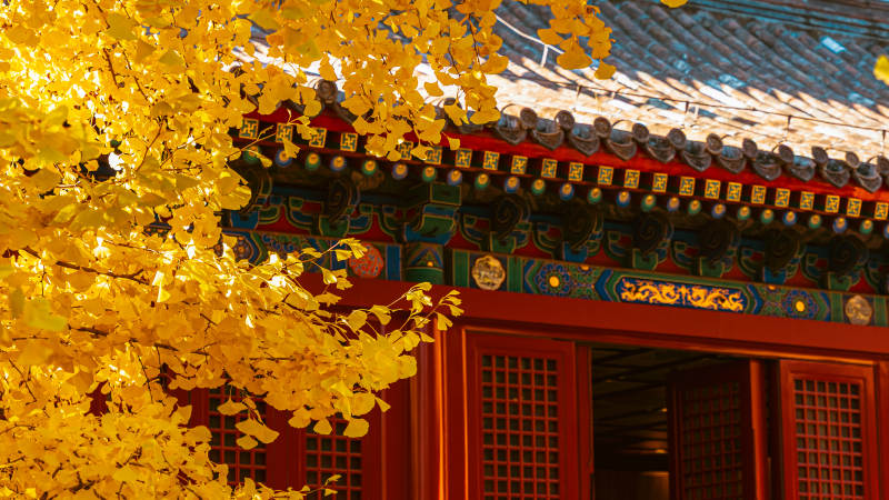 秋叶映古檐