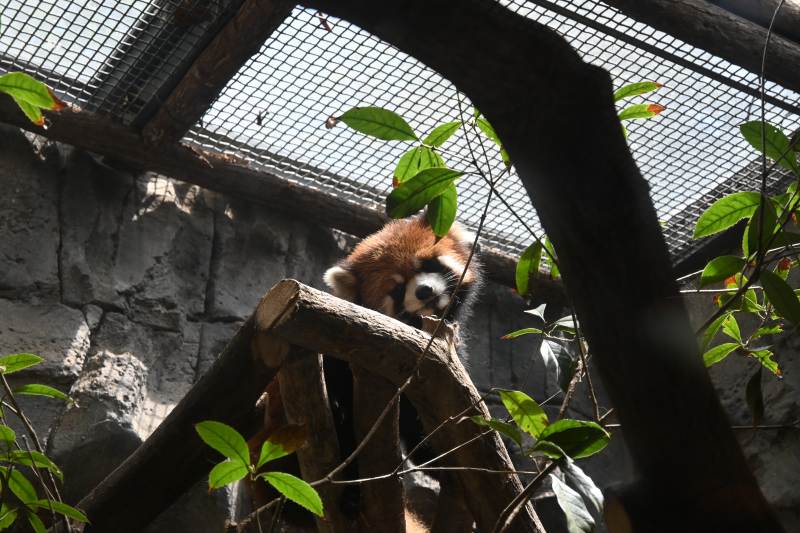 红熊猫栖息树上