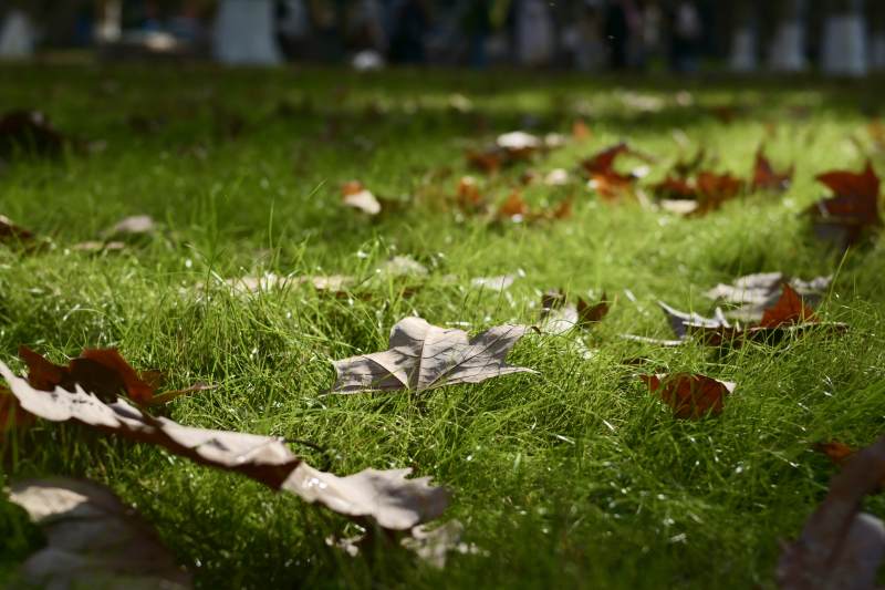 秋叶铺满绿草地