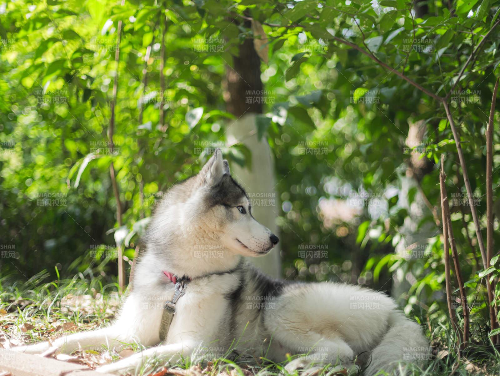 哈士奇林间休憩