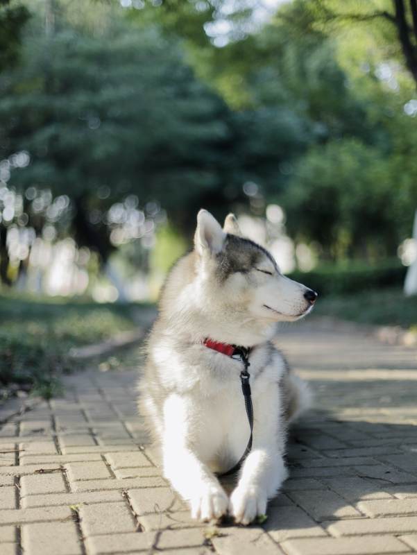 哈士奇静坐公园