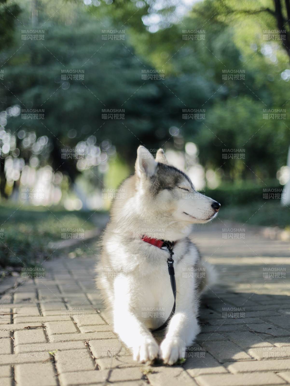 哈士奇静坐公园