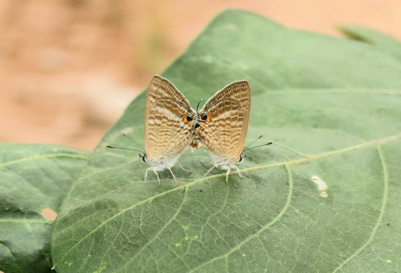 蝴蝶双栖绿叶上