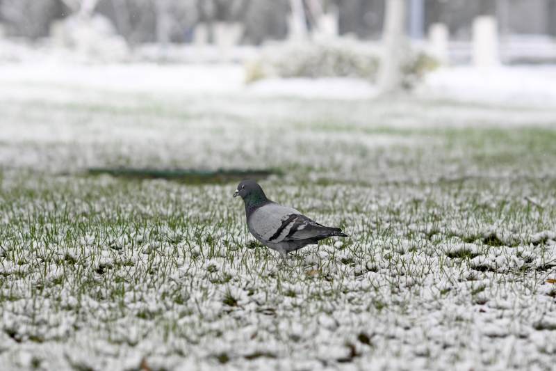 雪地中的鸽子