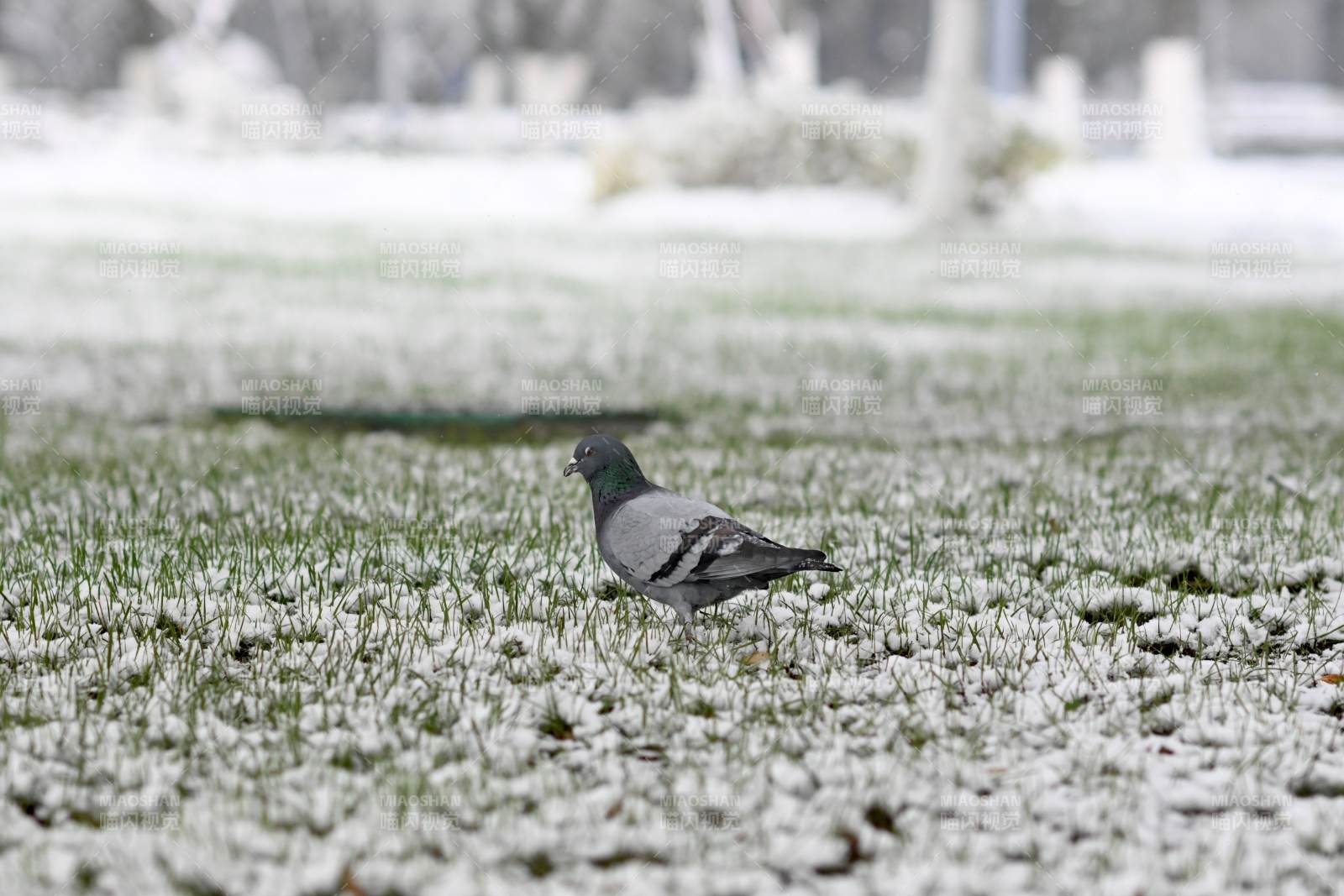 雪地中的鸽子