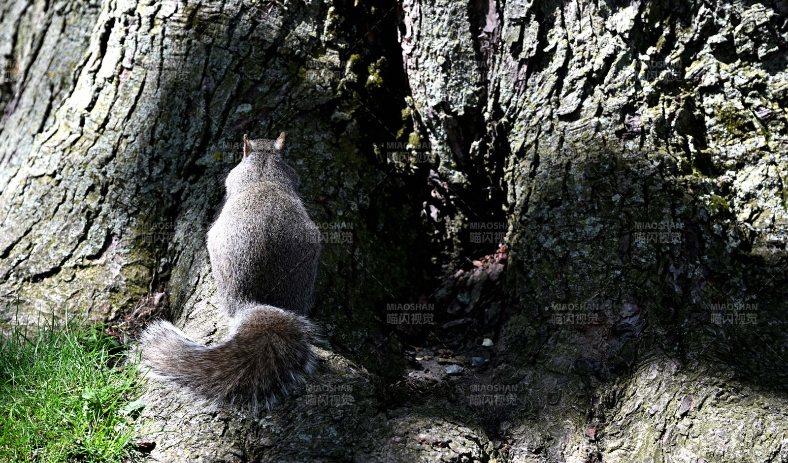 松鼠樹洞探秘